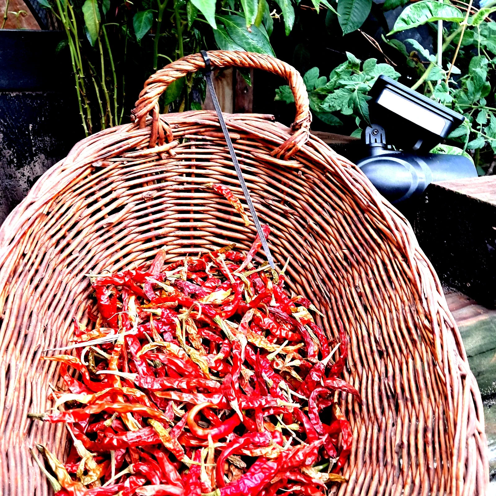 Milpas 6 oz Dried Arbol Whole Red Chili Pepper Spice up ur Pizza❤Ships USA