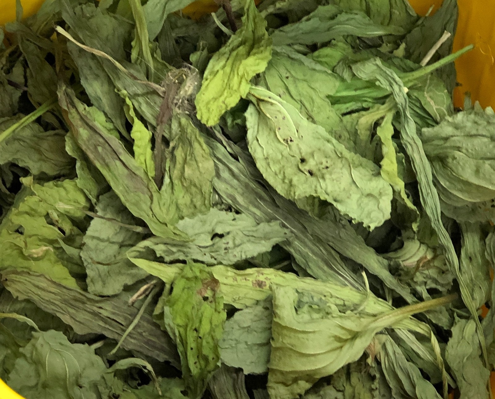 Fresh WHOLE DRIED Broadleaf PLANTAIN Leaves*Wild Medicinal*Sustainable Tiny Farm