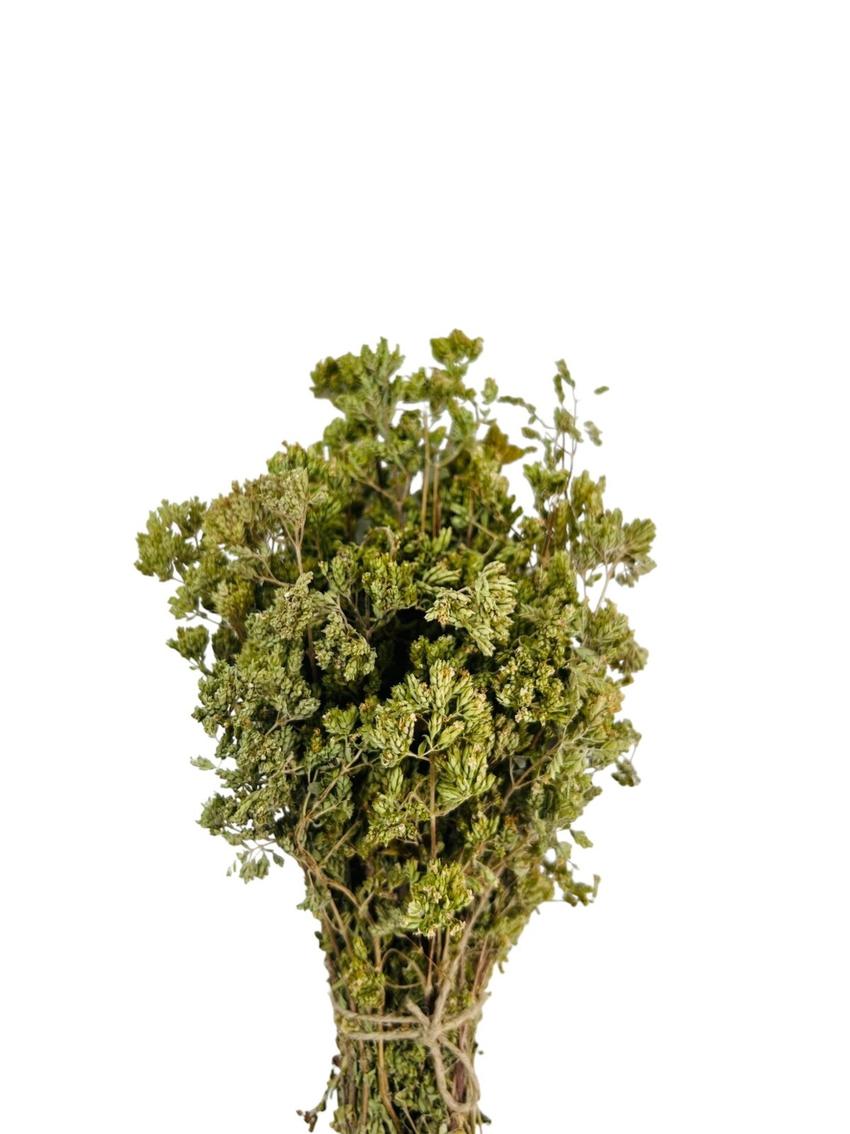 Greek Mountain Oregano Whole Bunch | Harvest 2023 | Origanum VULGARE