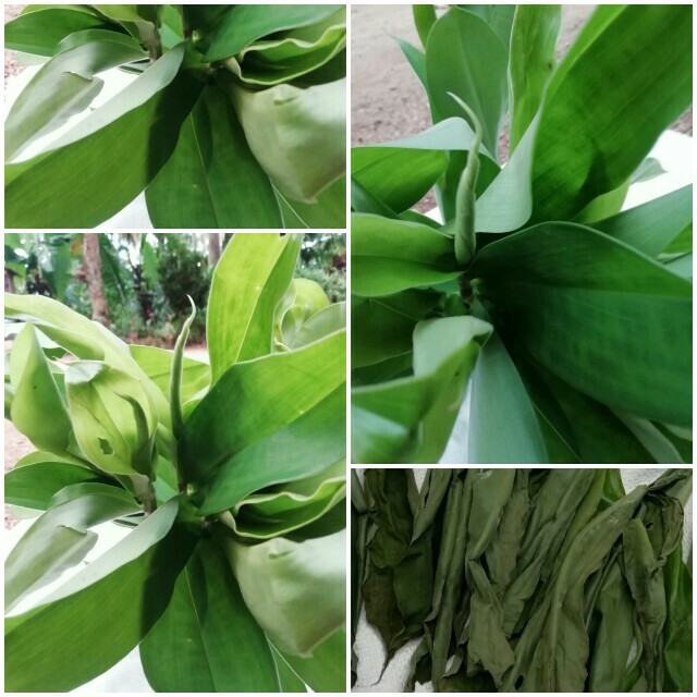 Leaves Insulin Thebu Dried Costus Speciosus Ceylon Herbal Tea Ayurvedic 100 Pcs