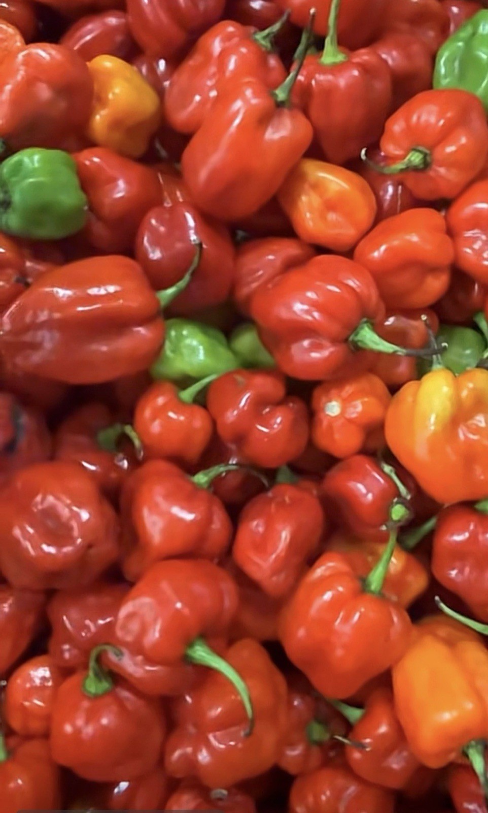 Red fresh hot peppers Chilli Box 10 To 12 Pounds