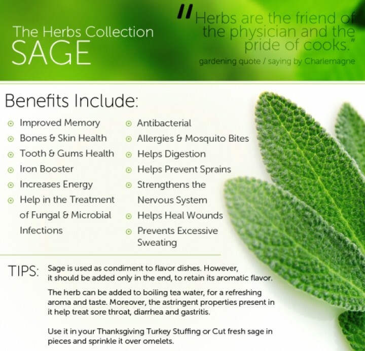 Organic Sage Salvia Herb Dried Maroccan Natural 180G عشبة السالمية المغربية