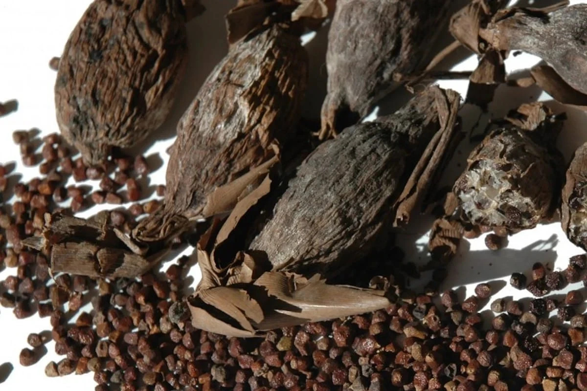 Dried Alligator Pepper – Sun‑Dried Premium Pods – Nigeria Export, Bulk & Retail