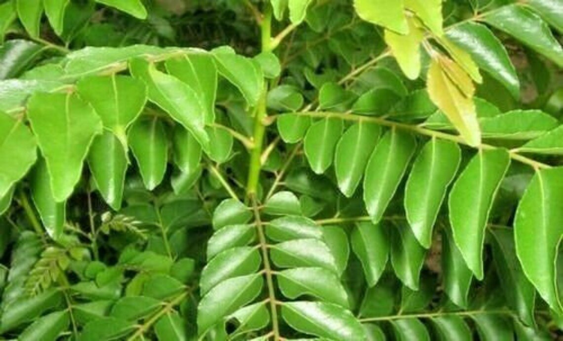 Fresh Dried Curry Leaves 100% Pure Natural Organic A Grade Quality 200g Packets