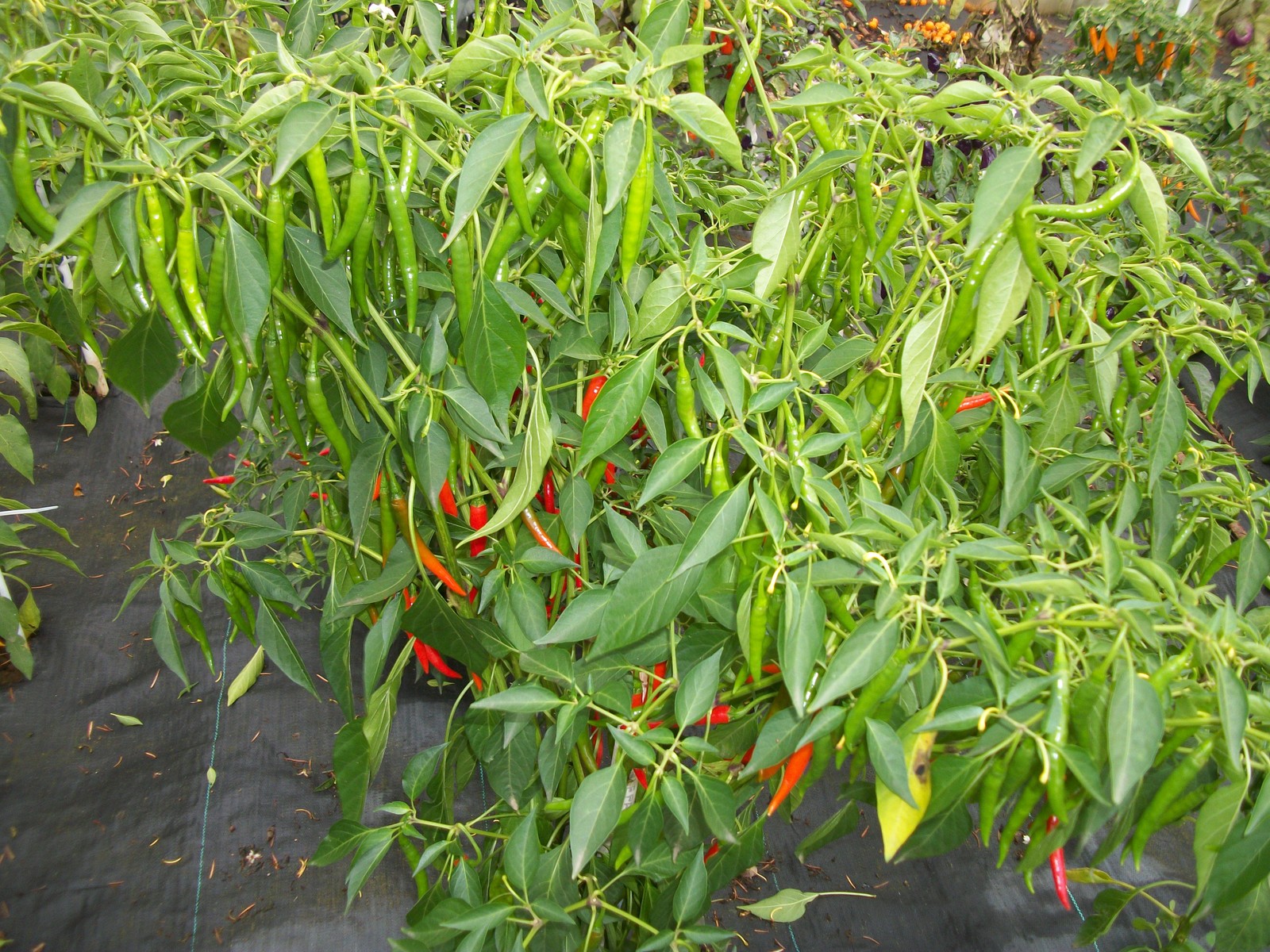 Hot Green Cayenne Suppa Pepper Powder 0.5 OZ (14 g) – Be Very Careful