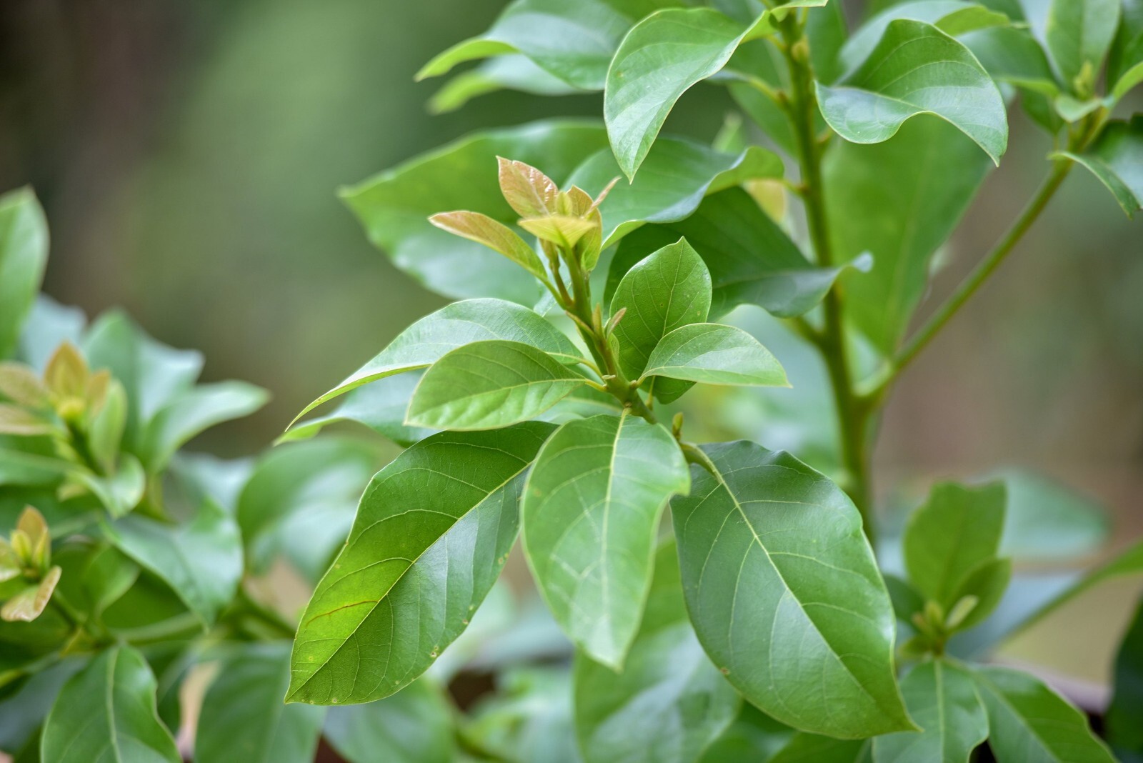 Dried Avocado Leaves, Hojas de Aguacate Seco, Avocado Leaves Tea: 2 oz and 4 oz