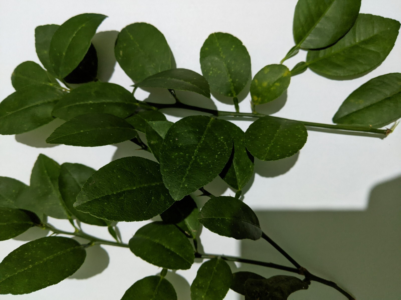 Ceylon Dry Kaffir Lime Leaves 50g,100% Organic Pure Natural Healthy Herbal Tea