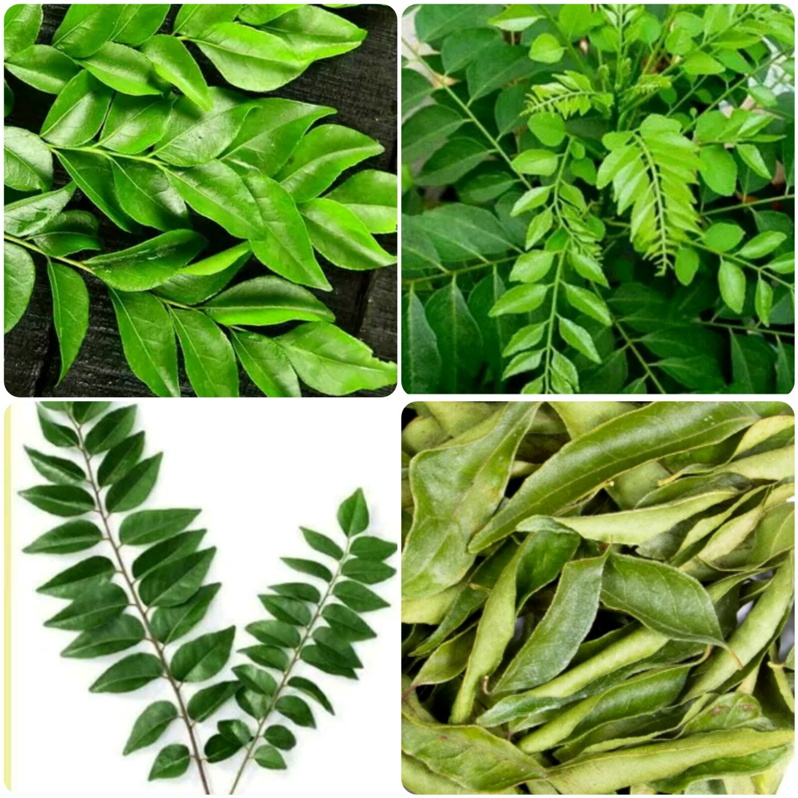 dried organic curry leaves.