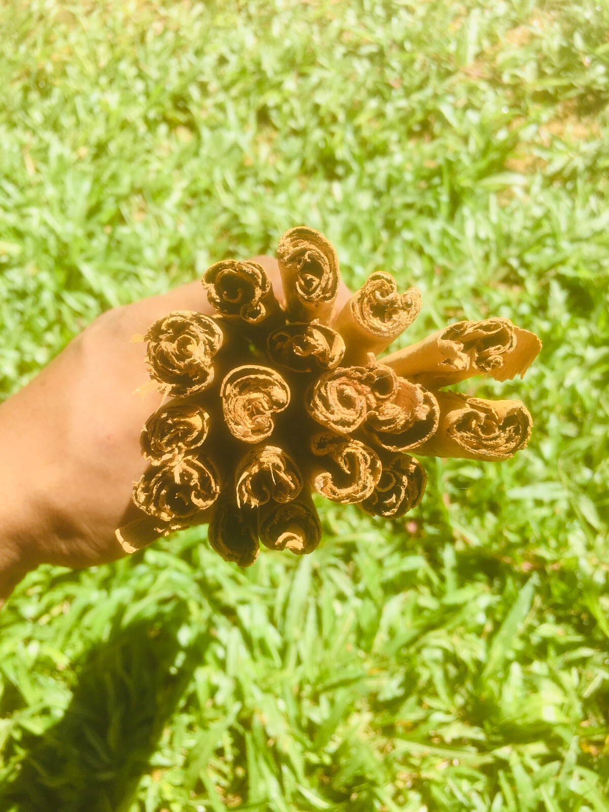 Organic Cinnamon Sticks ALBA Grade Premium Quality 100% Natural Ceylon Spices
