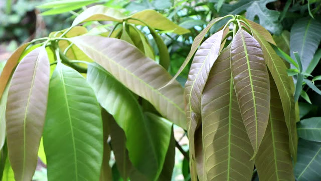 Dried Mango Leaves Natural from Ceylon for a healthy life Organic healthy Tea