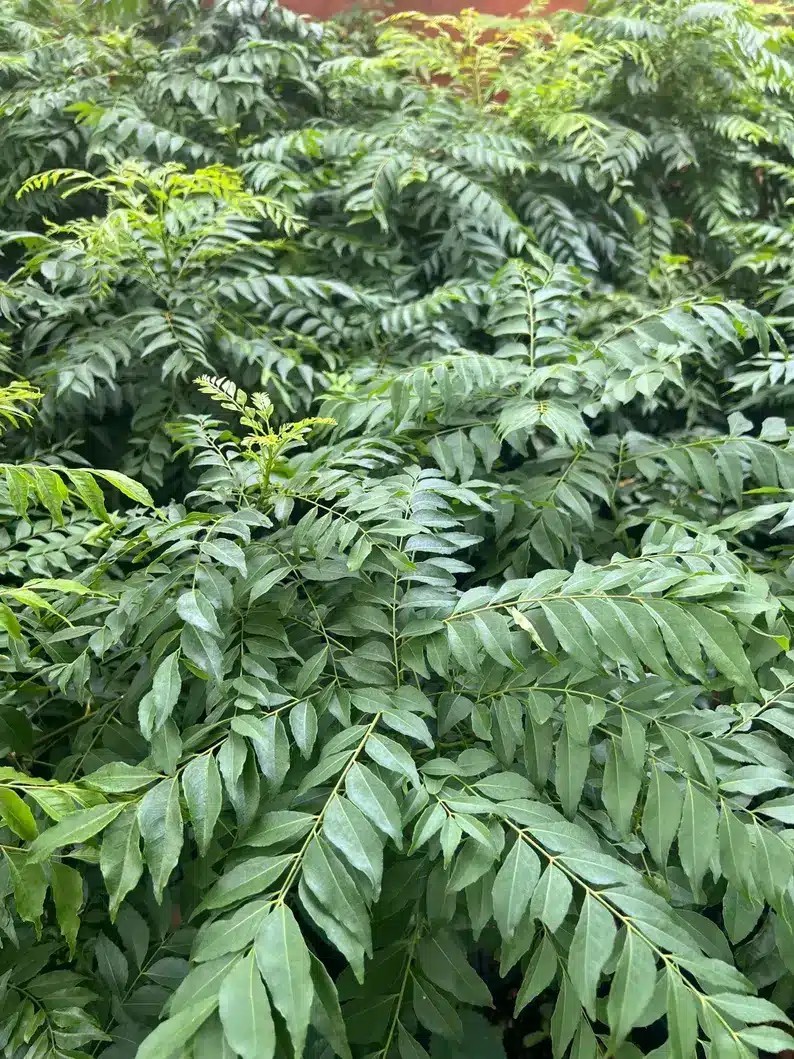 1 oz- Fresh Curry Leaves Texas-grown,organic-ships free