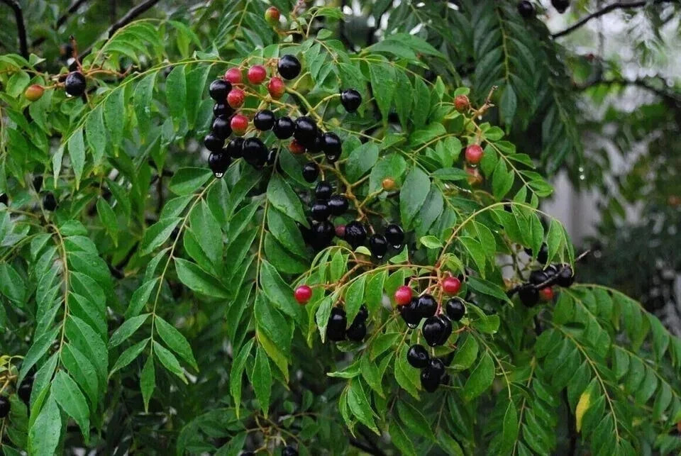 New Indian curry leaves, curry leaf plant, pure Kadi Patta Murraya seeds
