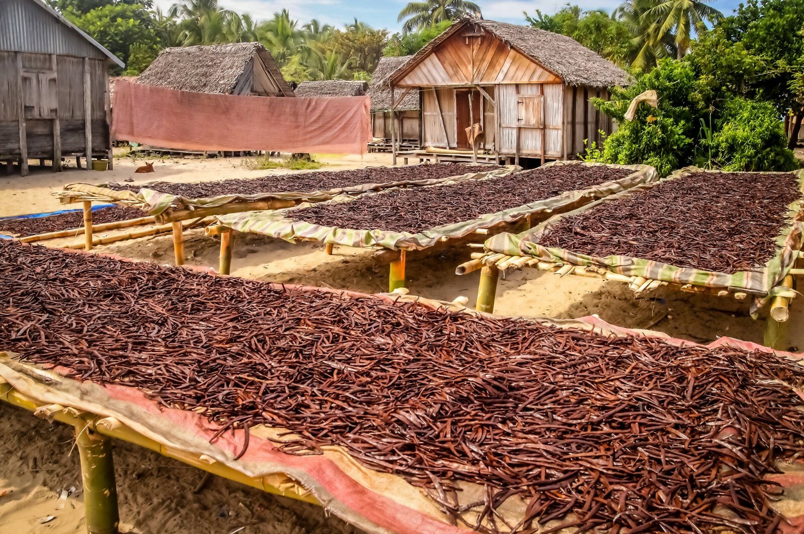 Tahitian Vanilla Beans – Whole Grade B Pods for Baking, Brewing, Extract Making