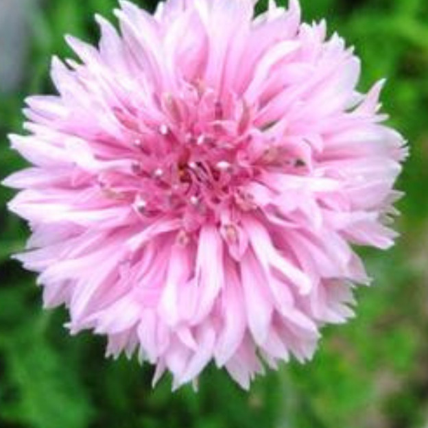 Pink Cornflower European Wild Harvested Whole Natural 1-32 oz. Free Shipping USA