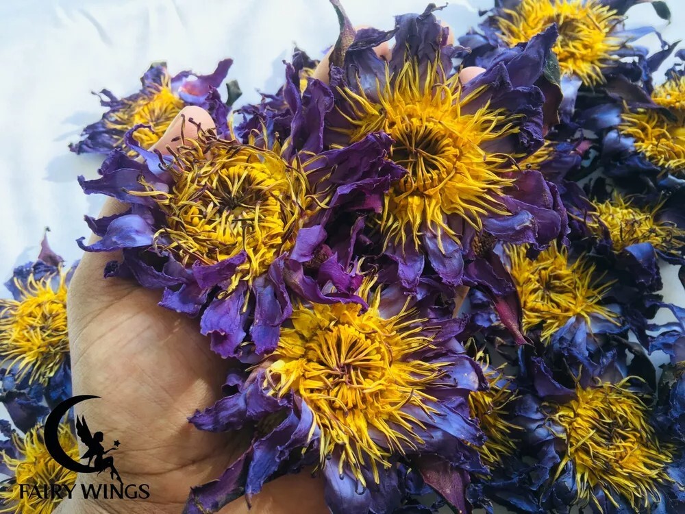 Ceylon Dried Open Blue Lotus Flower Nymphaea Caerulea Natural Herbal Dream Tea