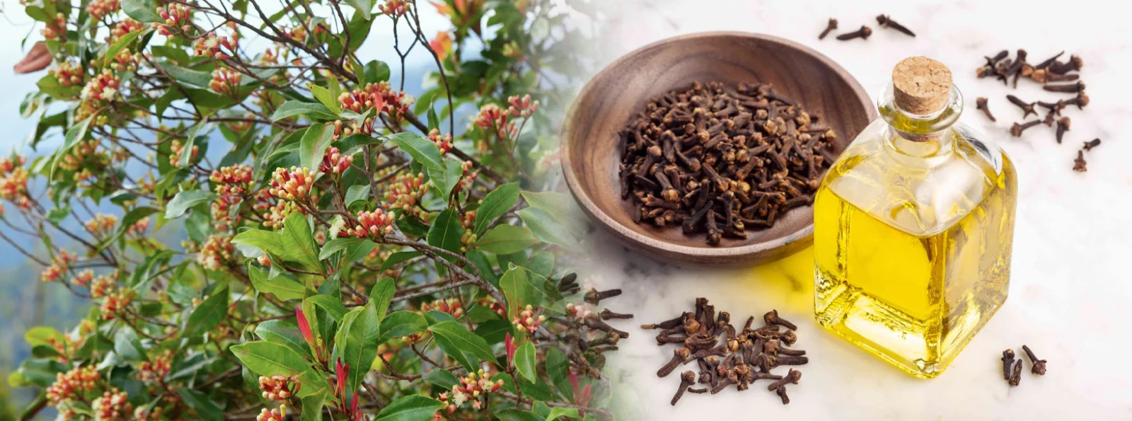 Ceylon Premium Spice Combo Pack (100% Pure) 150g