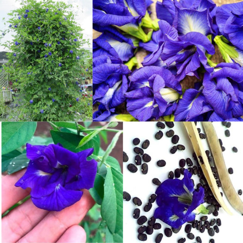 Blue Butterfly Pea Flowers Organic Pure Clitoria Ternatea Healthy Natural Drink
