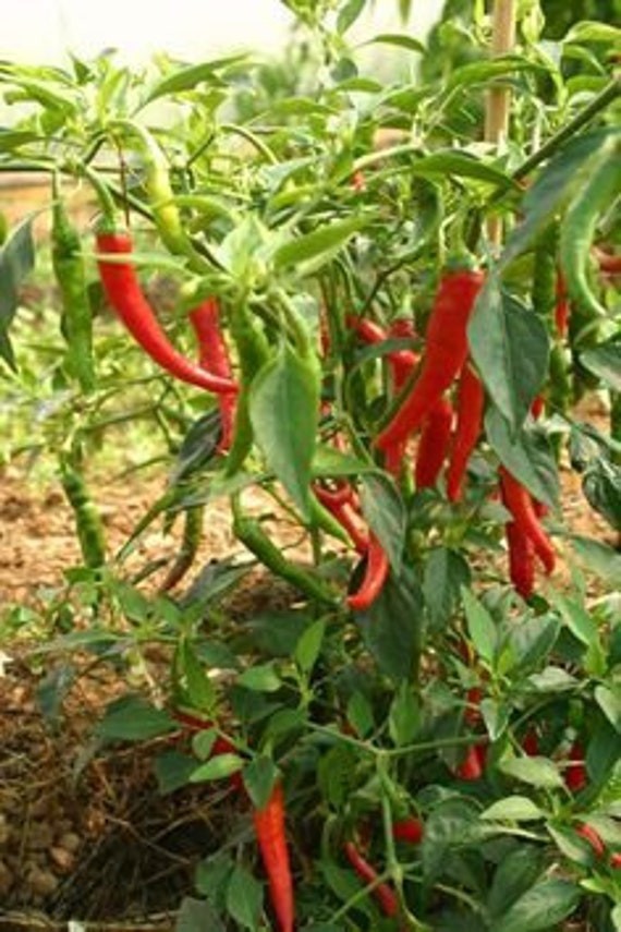 1 lb / whole Dried Kashmiri Chili Peppers / Indian Cuisine / Spicy / Hot / RARE