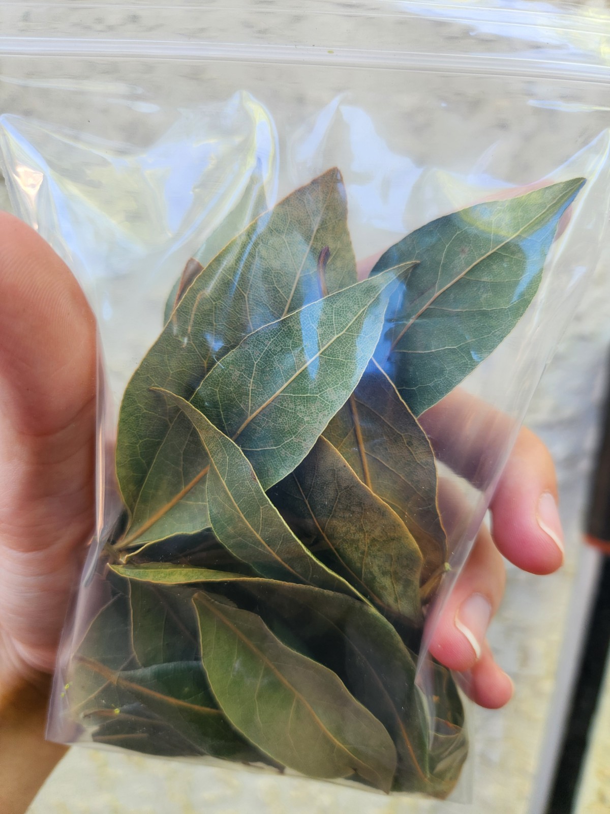 4oz Whole DRIED BAY LEAVES – Laurus Nobilis – 20 + Leaves – Organic Bay Laurel