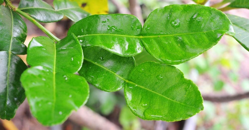 Fresh Kaffir Lime Leaves 2 oz Thai Makrut Lime Leaves ใบมะกรูด California Grown