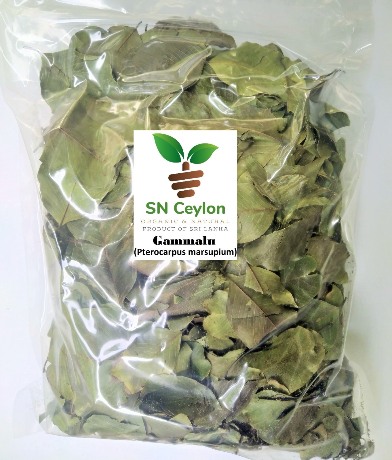 Pterocarpus Marsupium Gammalu Indian Kino Tree Vijaysar Ceylon Herbs 3.5-26oz