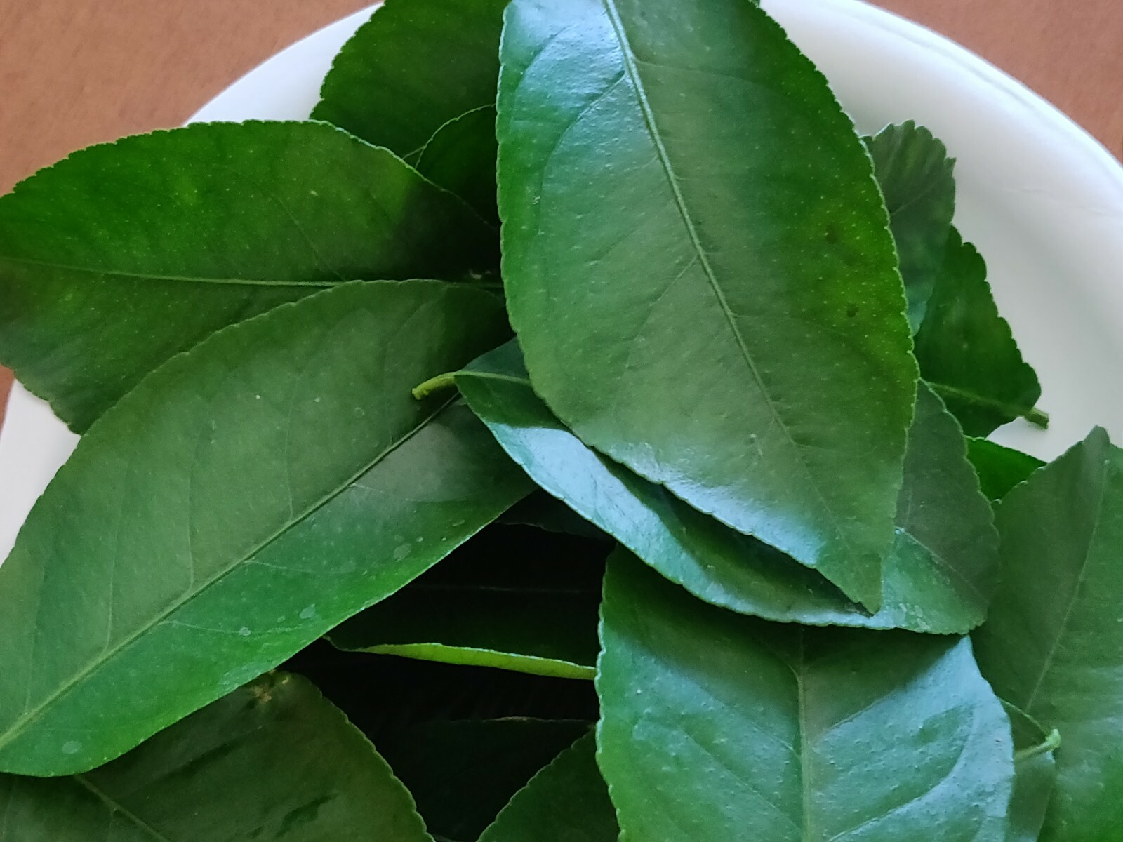 100 HOJAS DE LIMON ORGANICAS FRESCAS 100 FRESH ORGANIC LEMON LEAVES