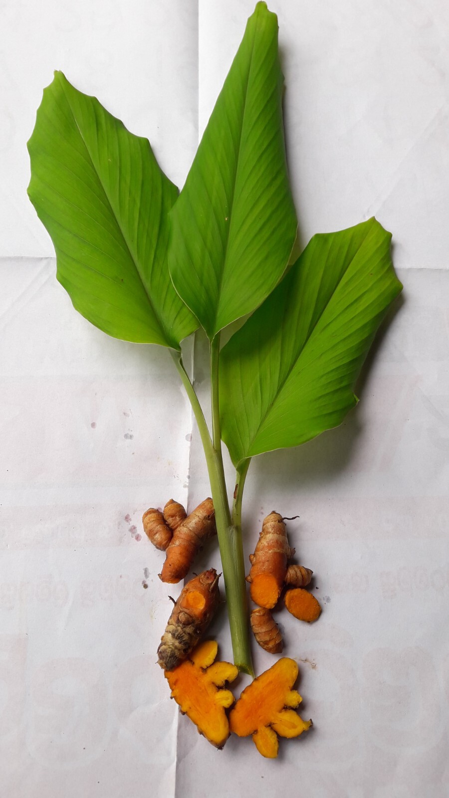 Turmeric Root Powder 100% Premium Dried Quality Organic Pure Natural Ceylon