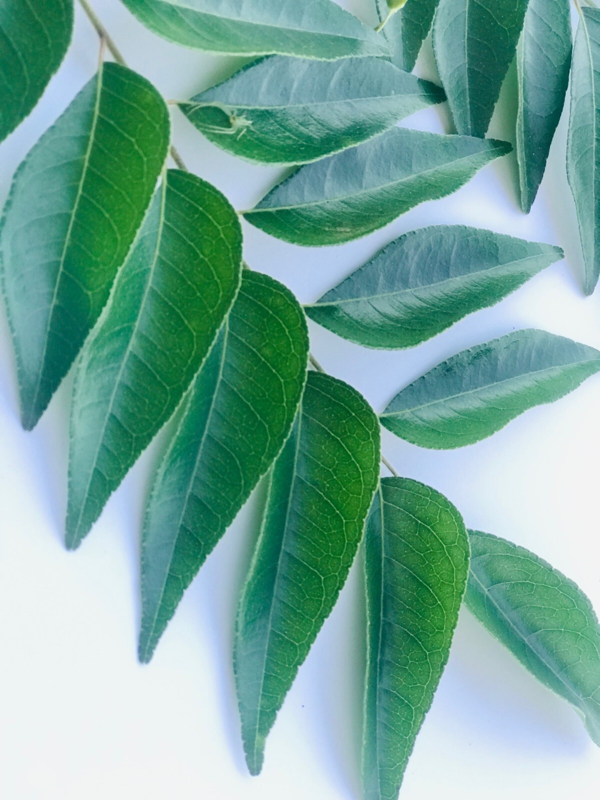Pure Organic Dried Curry Leaves 100% Natural Sun Dried 500PCS Premium Quality