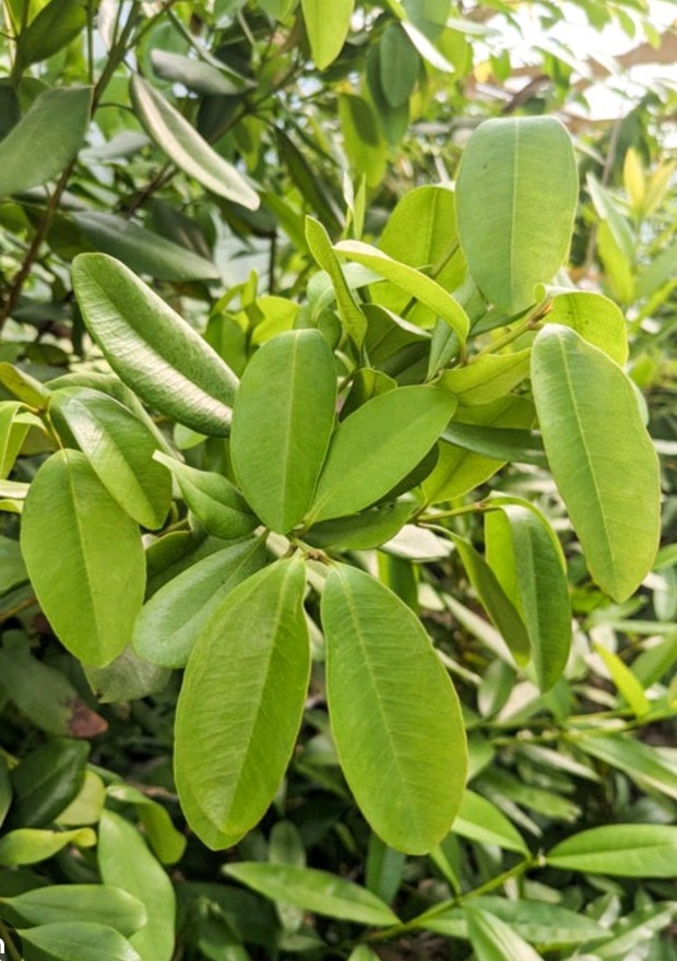 BAY RUM TREE LEAVES LEMON SCENT PIMENTA RACEMOSA CITRFOLIA ORGANIC