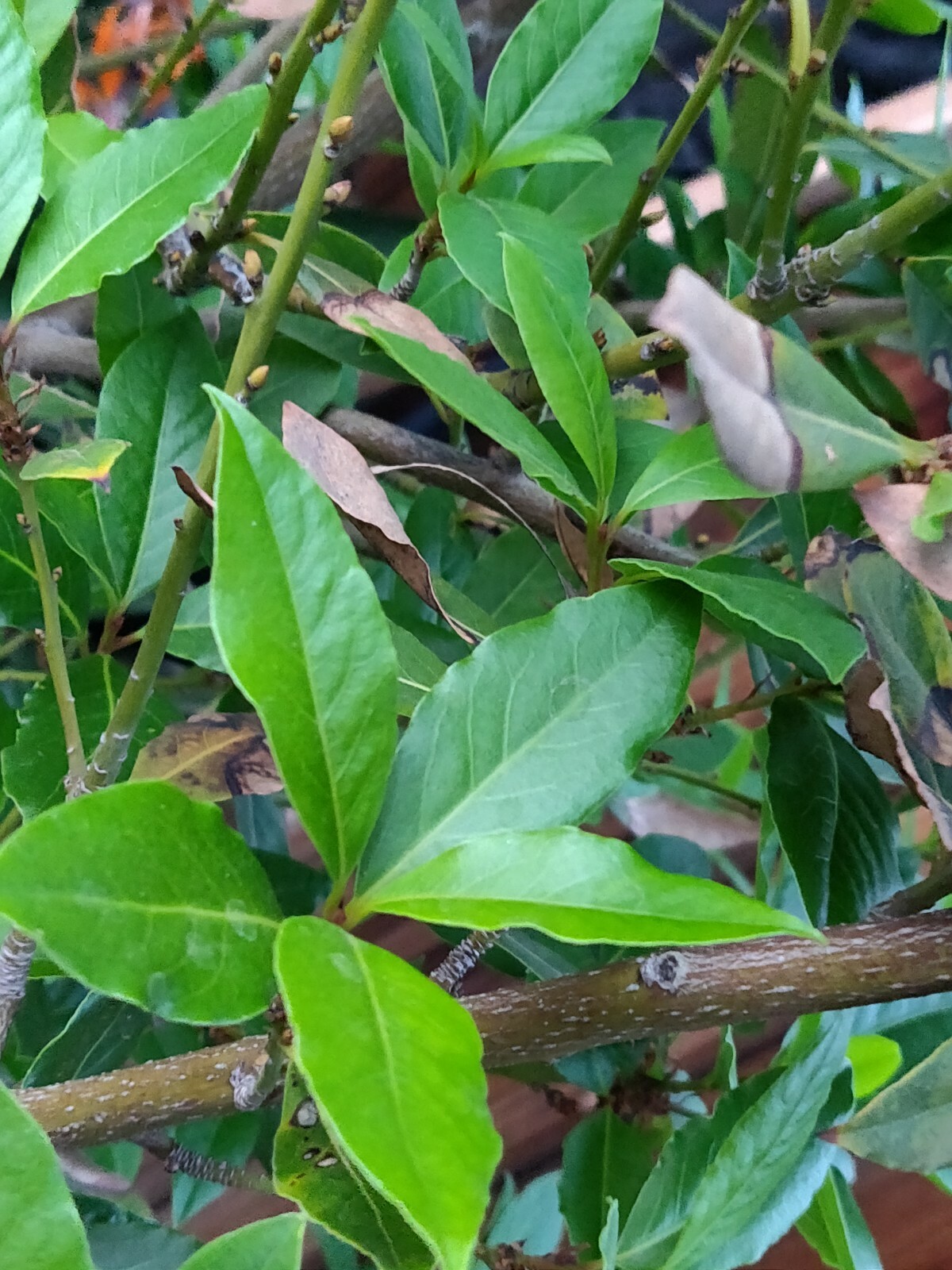 100 HOJAS DE LAUREL FRESCAS ORGANICAS-100 ORGANIC FRESH BAY LEAVES
