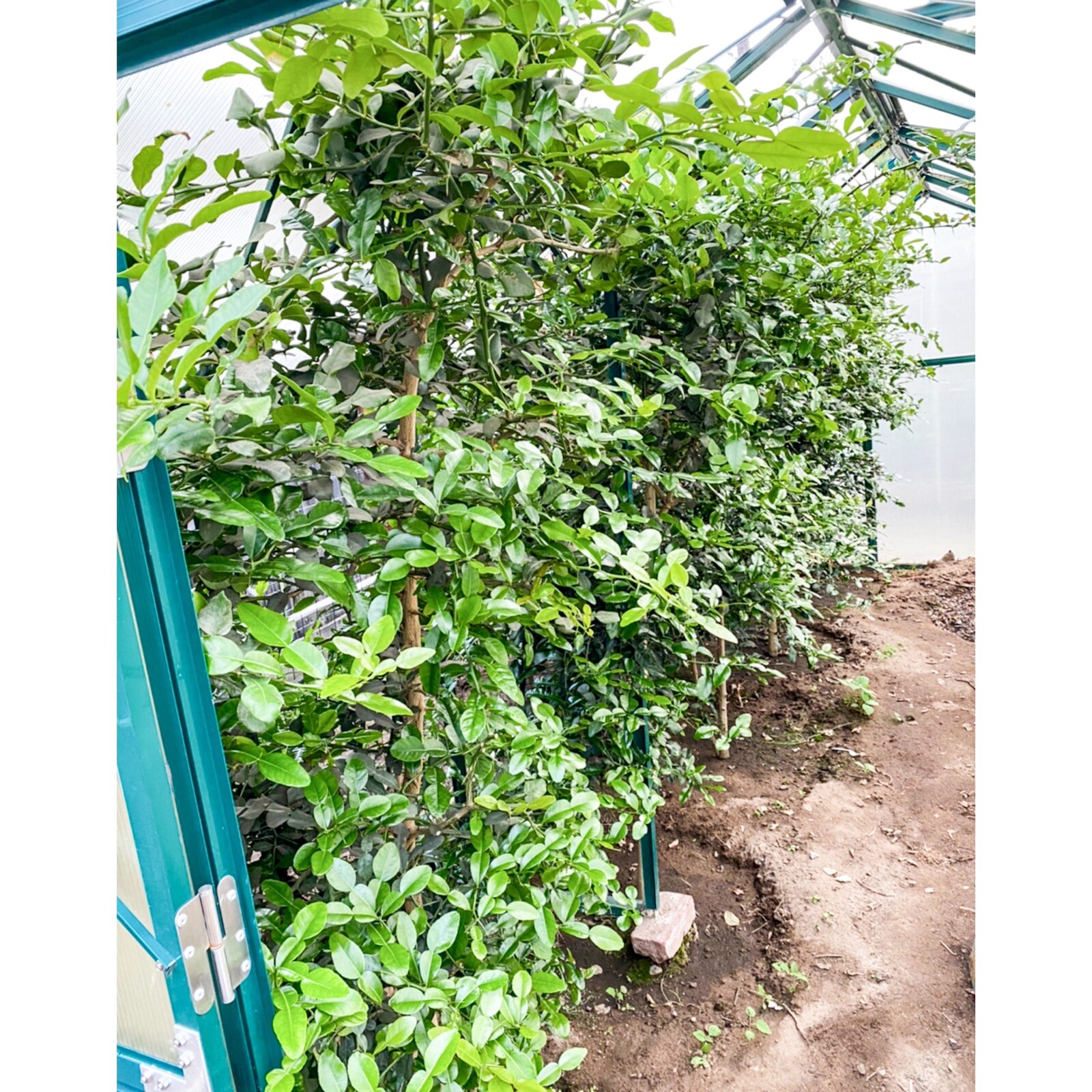 Large Fresh Organic Kaffir Lime Leaves 3 oz (80+ ct) Picked Prior To Shipping
