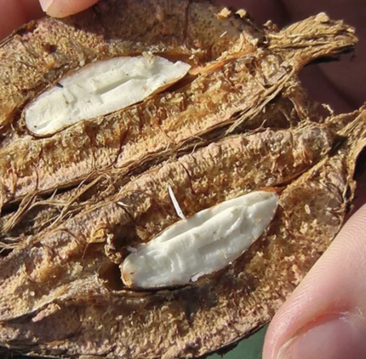 Terminalia Catappa Viable Seeds Nut Indian Almond pure organic herbal