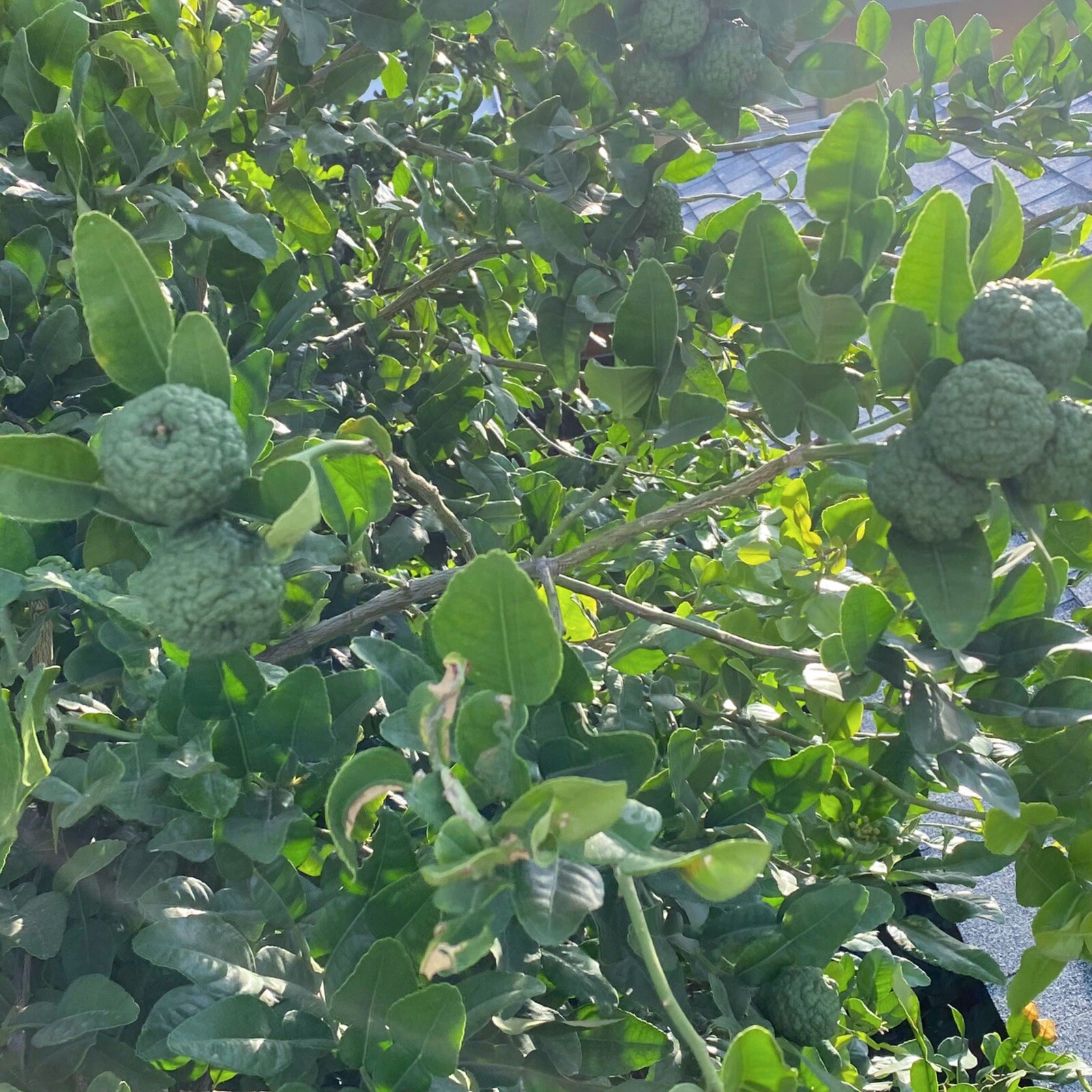 Large Fresh Organic Kaffir Lime Leaves 3 oz (80+ ct) Picked Prior To Shipping