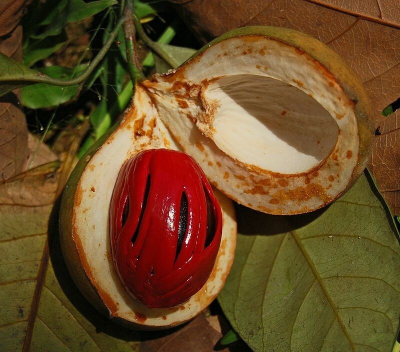 WonderSphere’s Finest Organic Nutmeg – Whole, Aromatic, Sri Lankan Origin – 50g