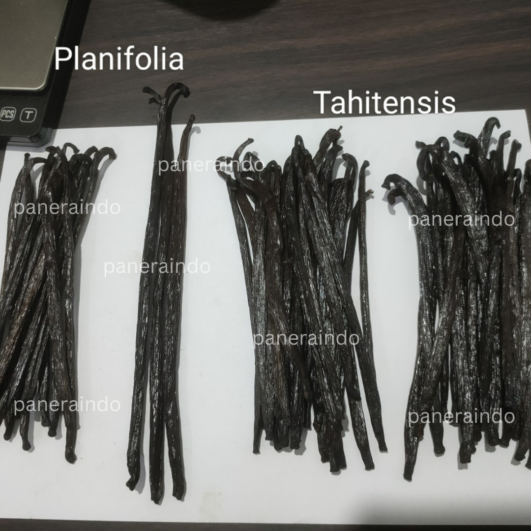 FRESH AND NATURAL INDONESIAN VANILLA BEAN 500 GRAM
