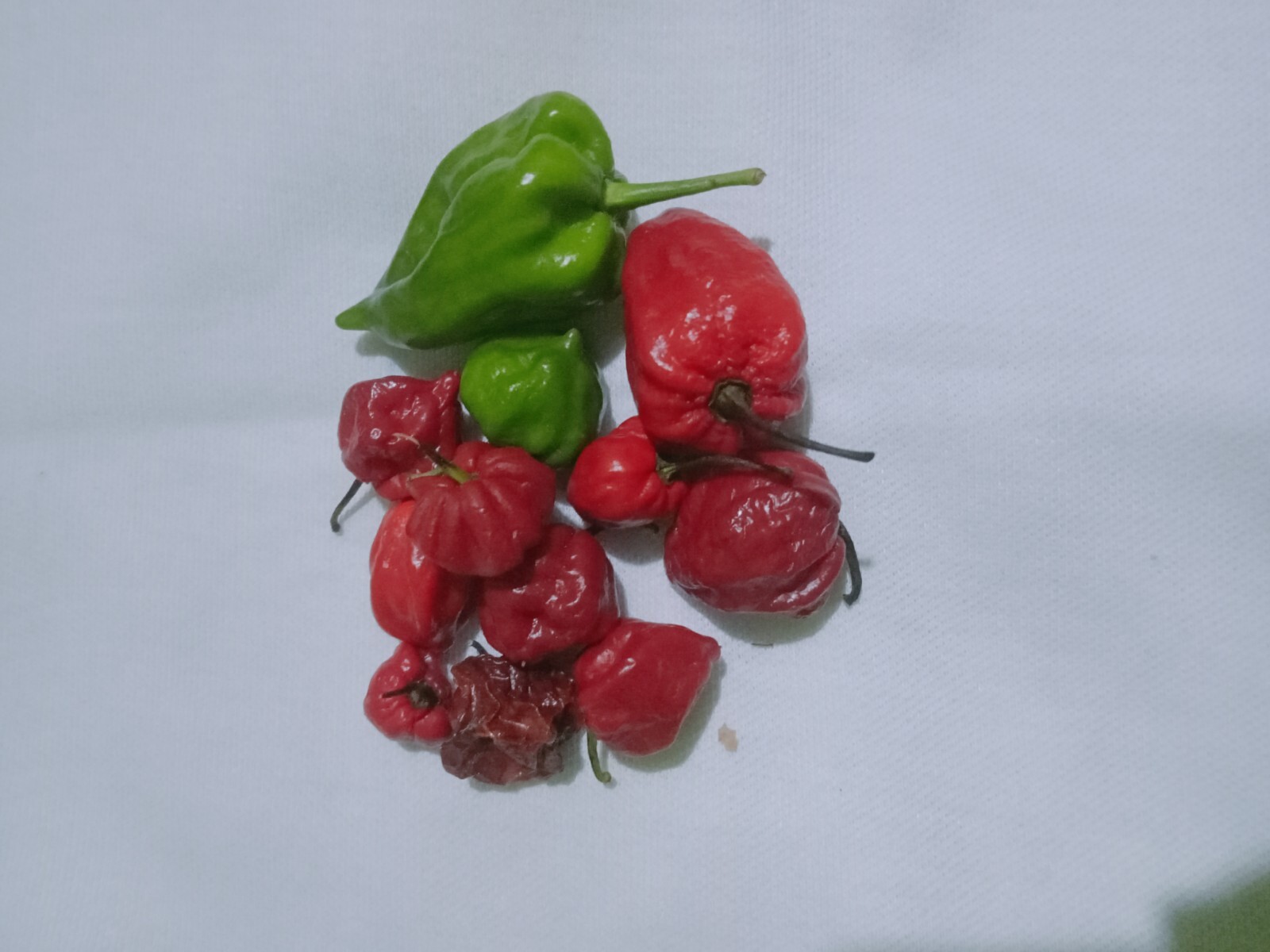 Dried Scotch Bonnet Pods Srilankan 100/% Natural -20Pods