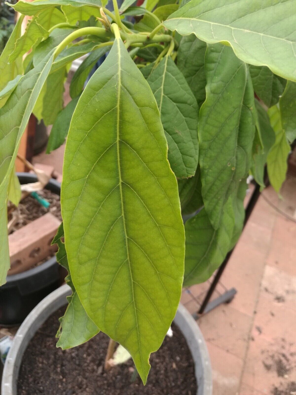Organic Natural Dried Avocado Leaves 30+ (hojas de Aguacate) 100% Ceylon