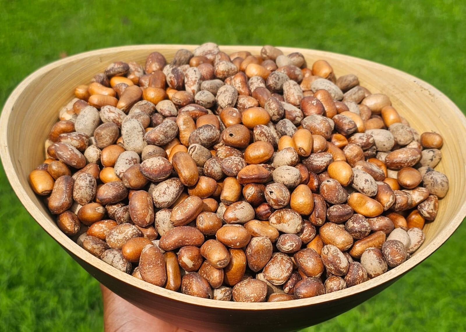 ORGANIC AFRICAN NUTMEG, EHURU, CALABASH NUTMEG, EHIRI, EFURE, MONODORA MYRISTICA
