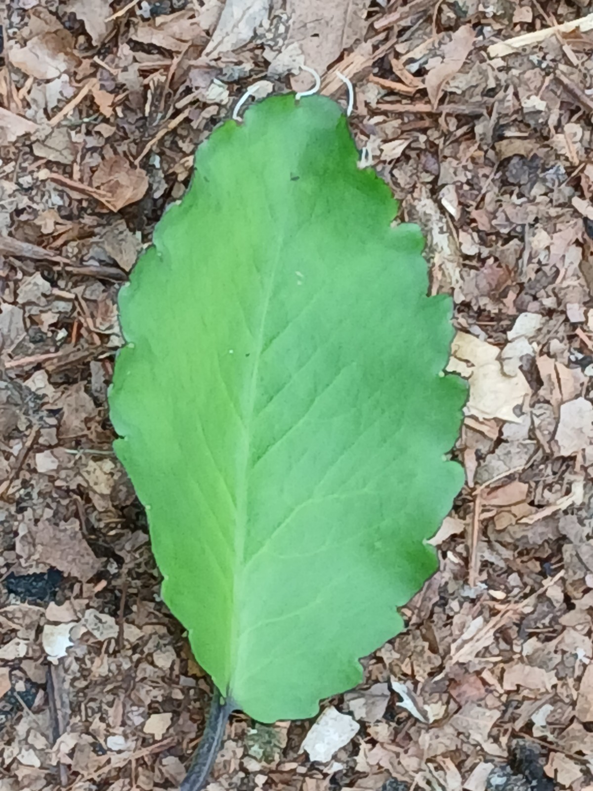 Fresh Leaf of Life / Miracle Leaf Leaves. Grown without Pesticides or Chemicals.