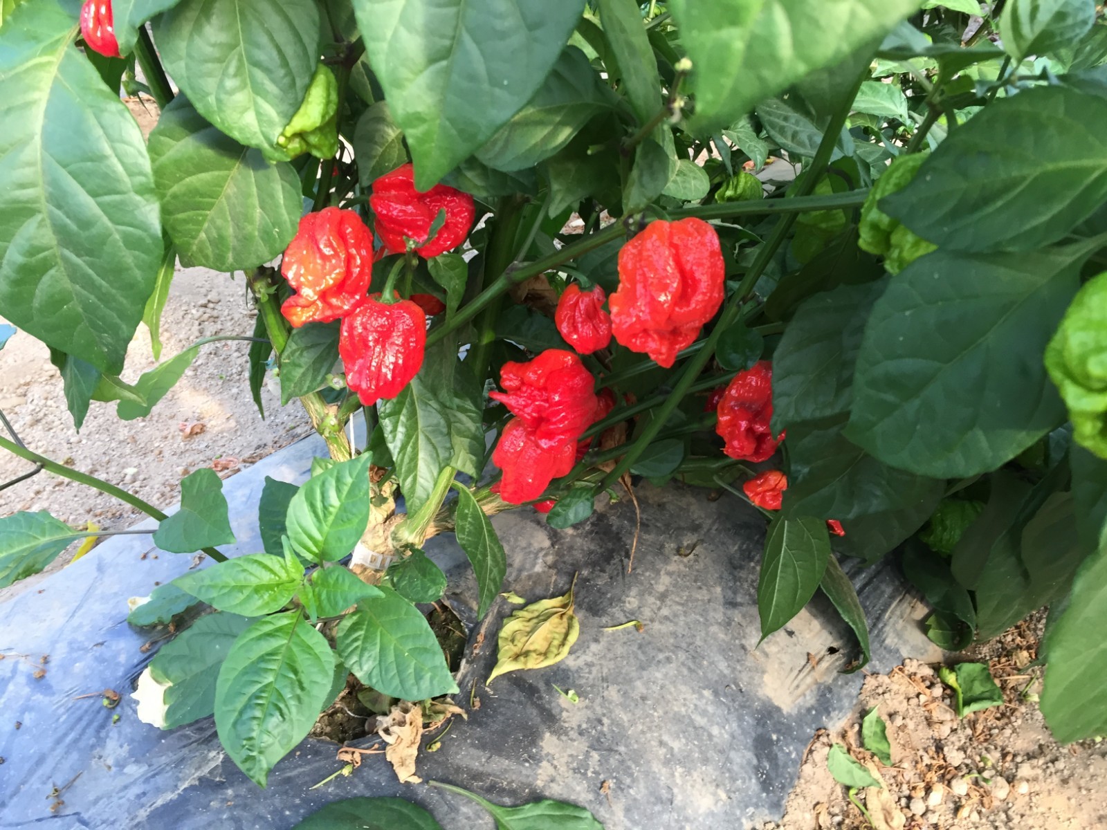 12 FRESH PICKED Red Carolina Reaper Peppers (Hydroponically Grown)