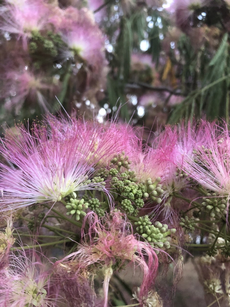 Dried Silk Mimosa Tree Fragarant Pink Flowers Tea Tincture Albizia Julibrissin