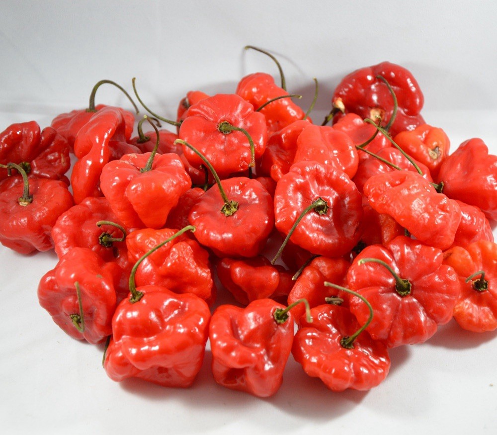 AJI DULCE GRANDE (50) SEEDS DE PUERTO RICO