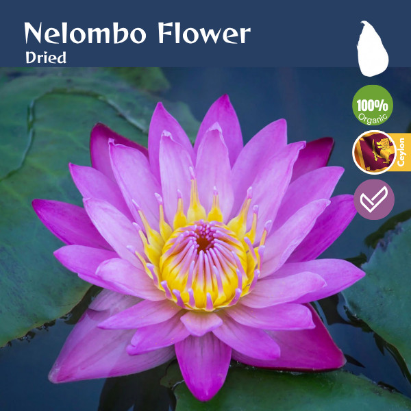 Premium Handpicked Dried Blue Lotus Flower from Sri Lanka | Natural Botanical