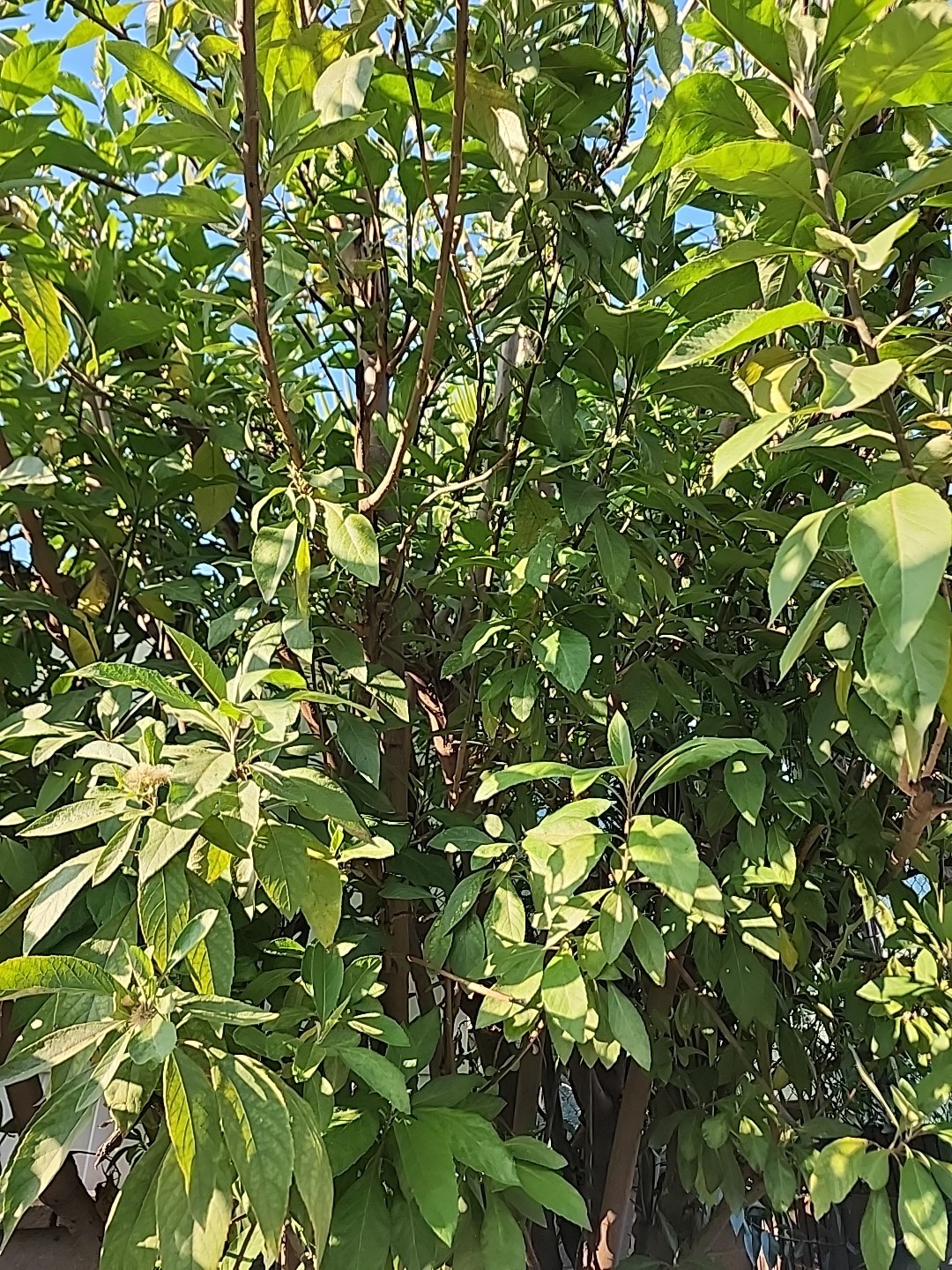 Freshly picked Bitter Leaf, Ewuro, Onugbu, Katu Vernonia amygdalina For Soup