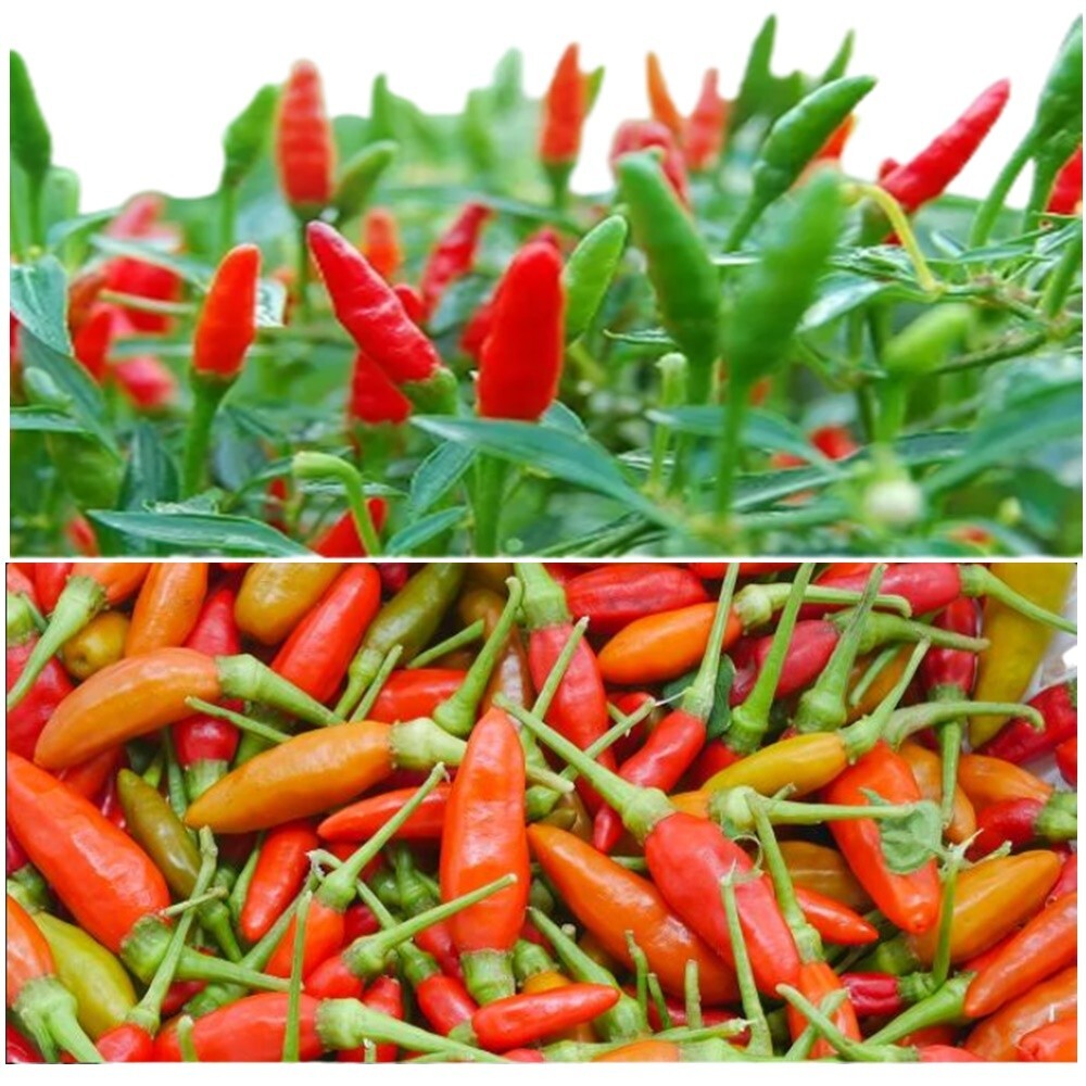 Ground Chili Powder Dried Food Seasoning Cooking Hot Spice Raitip Natural 100gx3