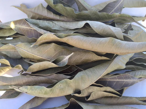 Dried Mango Leaves Natural from Ceylon for a healthy life Organic healthy Tea