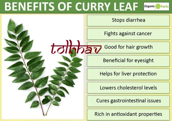 100% Natural Fresh Dried Curry Leaves powder from Southern India