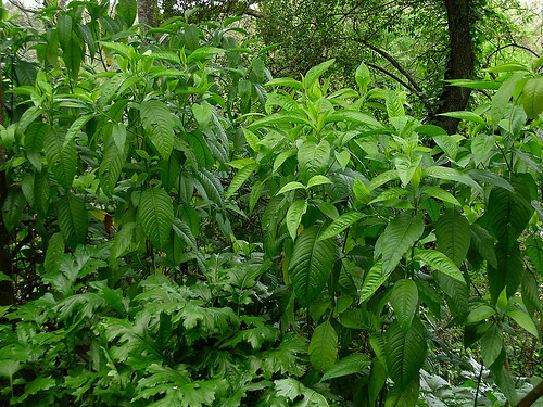 Organic Sri lankan Justicia adhatoda Vasica Leaves, Pure Sri lankan Pawatta