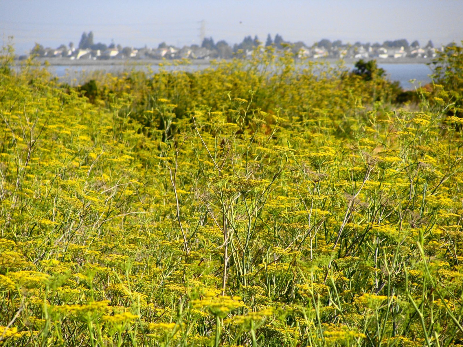 Pollen Ranchs Organic Fennel Pollen – Premium Quality Fennel Flowers and Pow…
