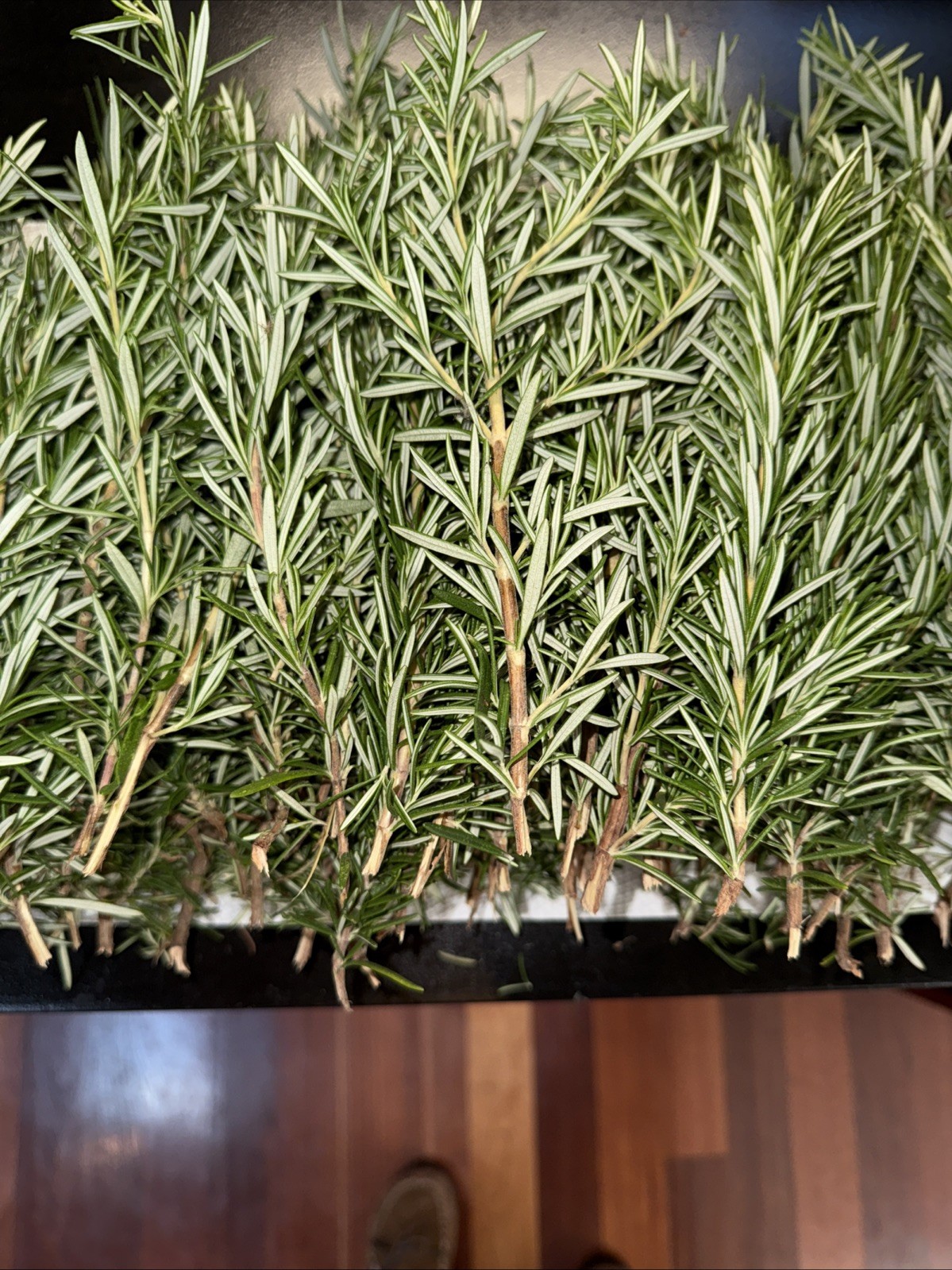 100 Stems Fresh Organic Rosemary, 100 Cuts Fresh To Order For $90.00,USA